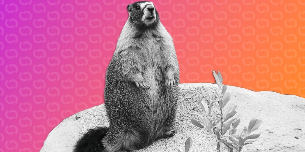 Marmot Researchers Turn to OnlyFans for Funding—And There Are Meme Coins Too